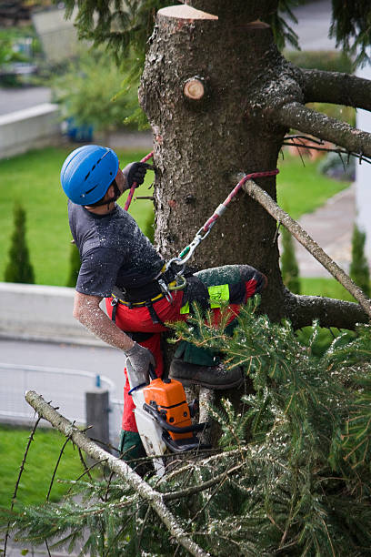 Best Tree Removal  in Steger, IL